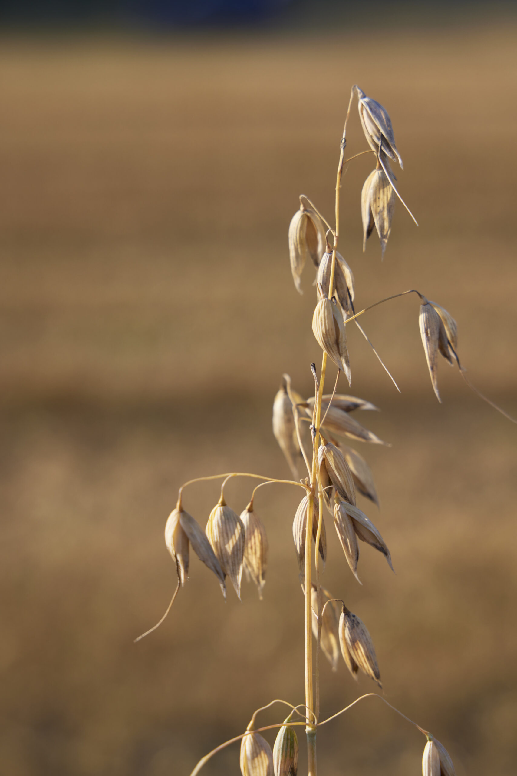 Maatila ja Mylly vastuullisuus